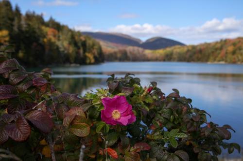 Otter Cove, Acadia NP, Maine