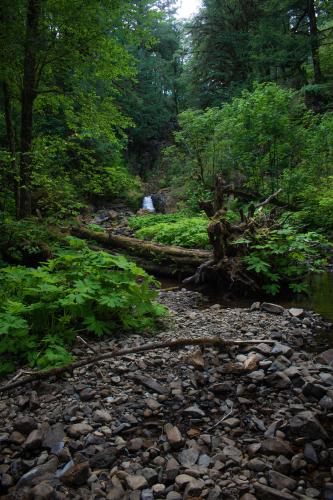 Just a quaint rainforest in Oregon, USA