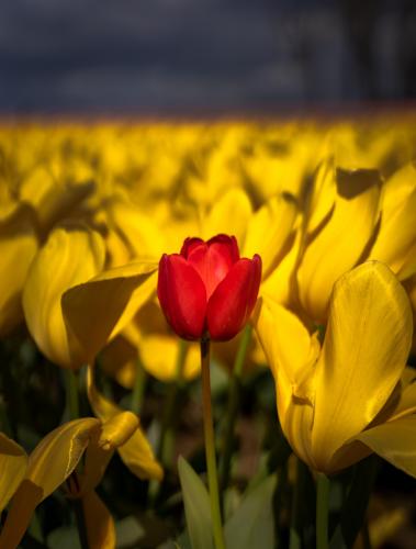 A red tulip in a sea of yellows. Woodburn, Oregon