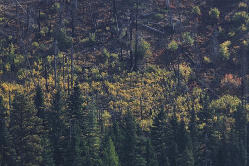 Autumn in an old burn scar the eastern Cascades of Washington