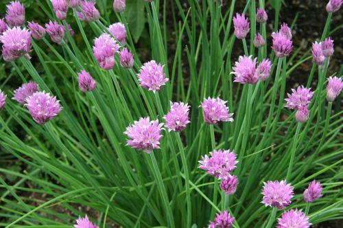 Flowering Chives