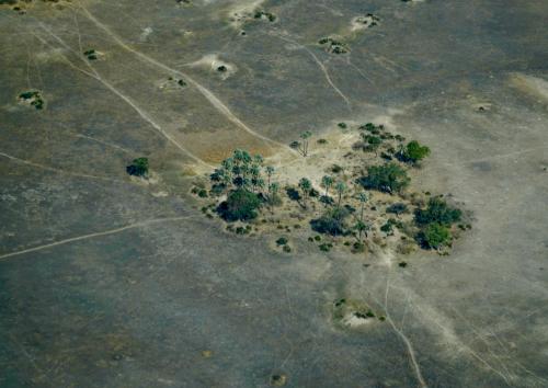 Animal paths lead to an oasis of shade in the Okavango Delta