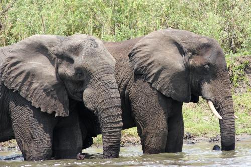 Elephants at the waterhole