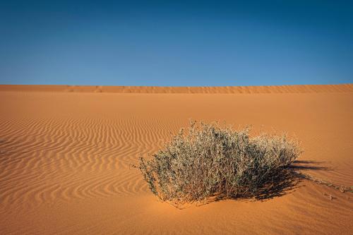 Textures on sand dunes, Al-Kharj, Saudi Arabia.