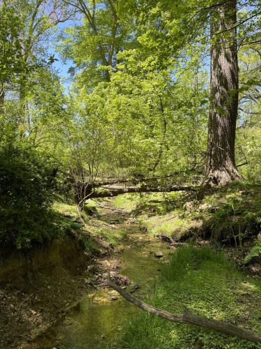 Suburban backyard brook, Philadelphia, PA