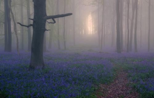 Misty sunrise in Dockey Wood, Herts UK.