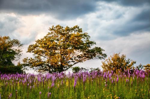 Wildflowers on the Blue Ridge Parkway in North Carolina,  2048 x 1365