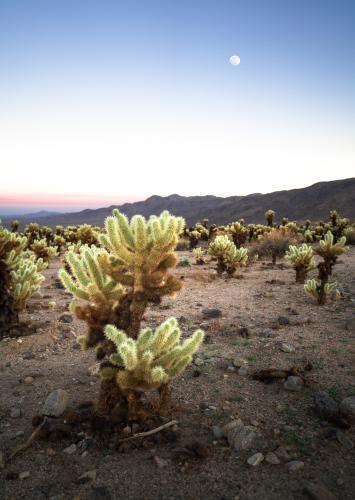 Cholla Cactus Garden/Joshua Tree National Park