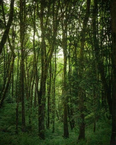 Lush Forest in Oregon