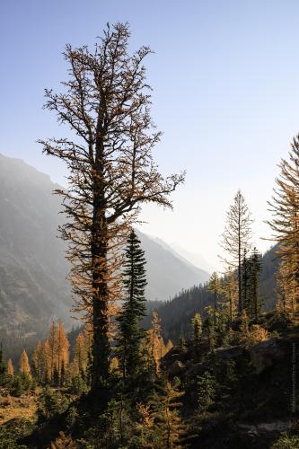 First time seeing larches did not disappoint! Wenatchee National Forest, Washington