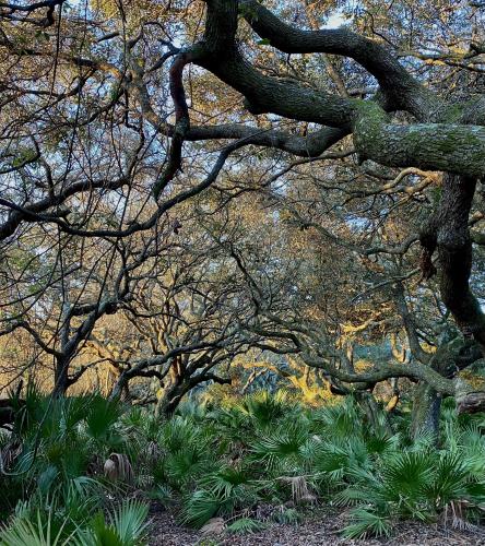 Twisting canopy - Cumberland Island, Georgia