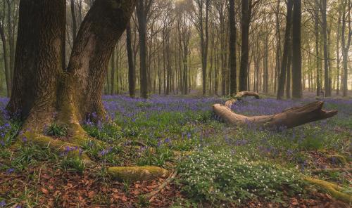 British Spring Woodland, Hertfordshire,