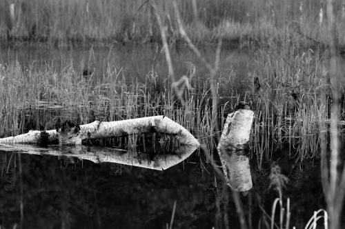 Beaver pond, Michigan  {4288 x 2848}