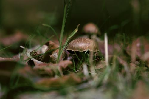 Macro of mushrooms in the forest