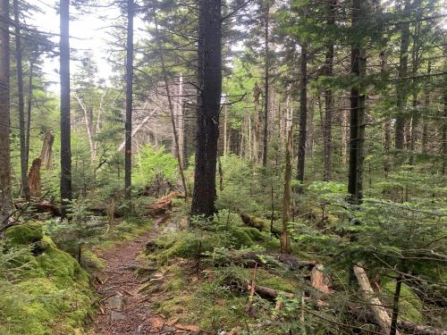 First-growth forest in the Catskills