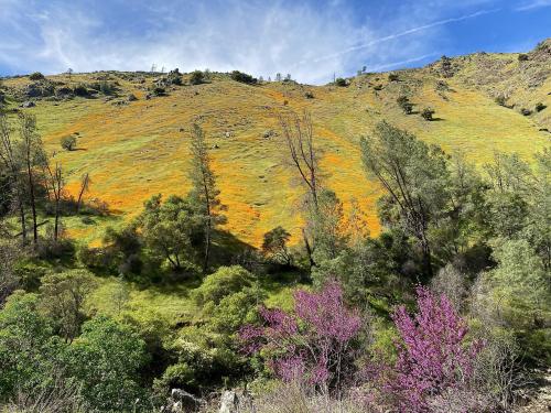 Golden poppy bloom, Sierra Nevada foothills, CA