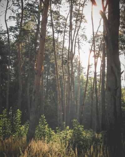 Morning in a pine forest. Belarus.  Instagram: @rxdnxck