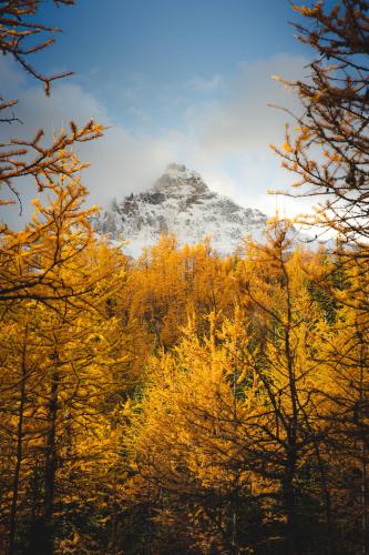 Larch Season in Banff National Park - Larch Valley Trail  IG @thewickedhunt