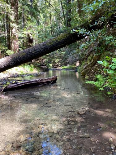 A peaceful creek through a redwood forest, Santa Cruz, CA