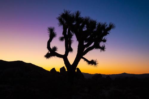 Silhouette of a Joshua Tree, in Joshua Tree National Park.