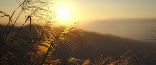 The warmth of a summer field