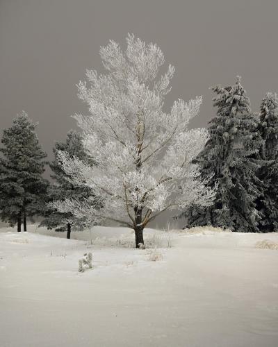 Frosted tips. Saskatoon, Sk, Canada