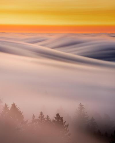 Paint Brush Strokes by the San Francisco Fog at Mt Tamalpias East Peak, California