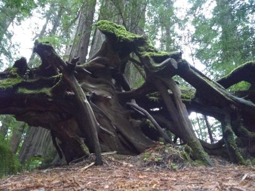 Tree stump in Redwood National Forest.