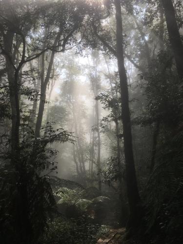 Cloud Forest Veracruz, Mexico