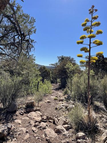 Century Plant? Near Prescott, AZ OC 3024 × 4032