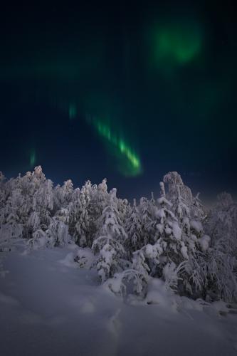 Northern lights dancing over frosted trees on a hillside in rural Central Finland