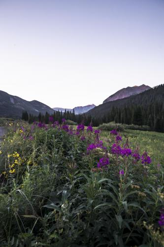 Wildflowers in Crested Butte, Colorado  5304 x 7952