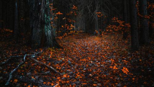 Dark Autumn Leaves Forest