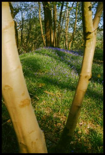 Bluebells are starting to make an appearance: Barkbooth Lot, Lake District, England