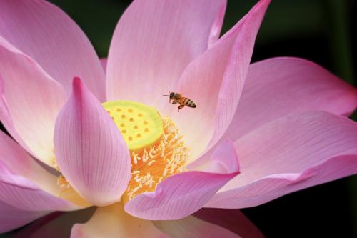 Honeybee collect the sweet nectar from flowers