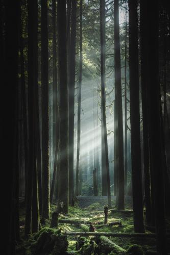 Real-life Kokiri forest - British Columbia, Canada [4480 × 6720]