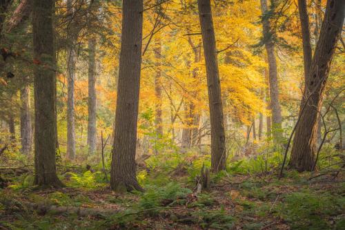 Fall in a Wisconsin forest