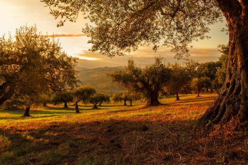 field trees sunset