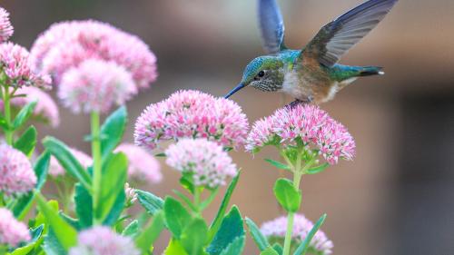 Hummingbirds And Pink Flowers  wallpaper