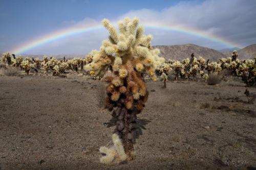 A cholla cactus in Joshua Tree National Park moments after a passing storm.