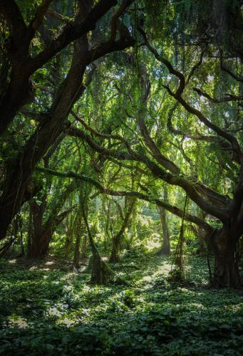 Lush forest in Maui, Hawaii
