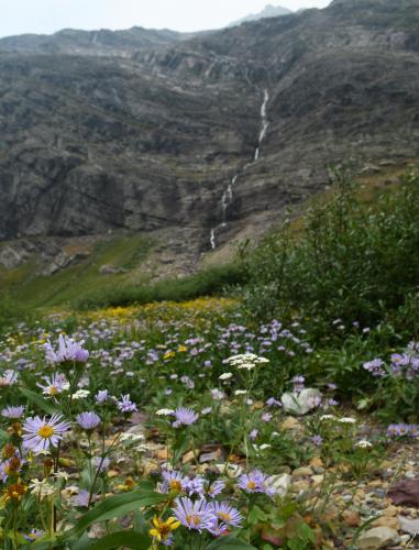 Late-Season Wildflowers at Gunsight Lake, Glacier National Park, MT.