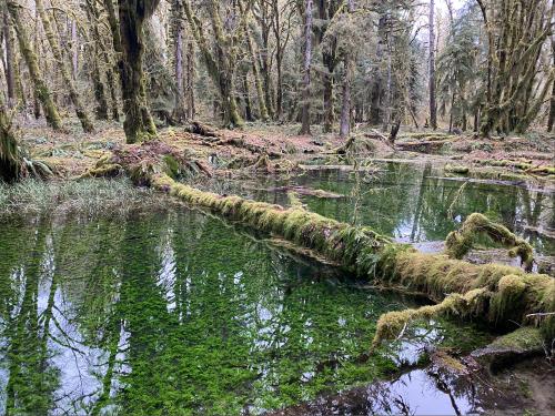  Maple Glade Trail, Quinault Rainforest, WA [1375X1050]