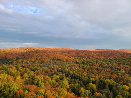 A Sea of Trees. Tofte, MN