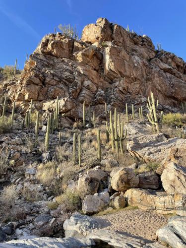 Saguaro National Park East Tucson, AZ