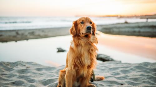 golden retriever wallpapers, sand, sits, cute dogs