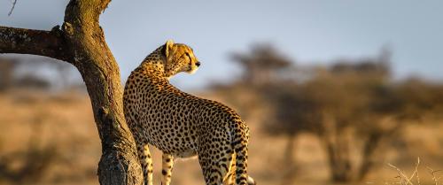 Cheetah, Tanzania