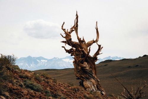 Thousand year old trees in Ancient Bristlecone Pine Forest, Inyo National Forest, California  @itk.jpeg