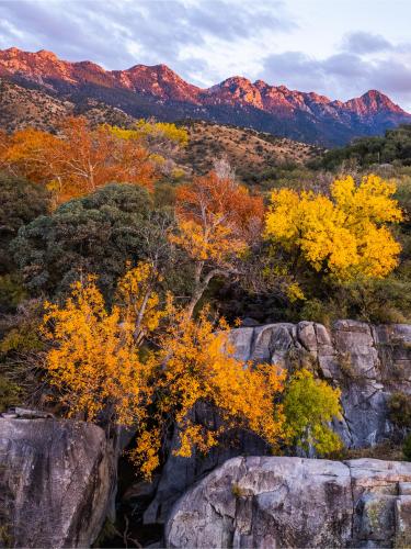Fall Colors in the Santa Rita Mountains - Southern Arizona