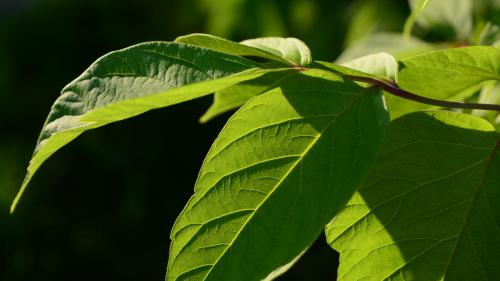 Green Leaf